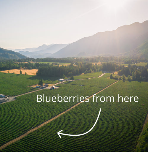 BC Organic Blueberries