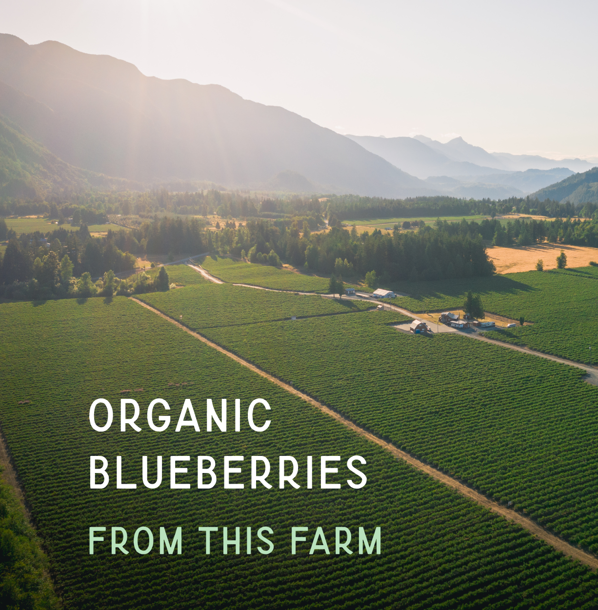 BC Organic Blueberries