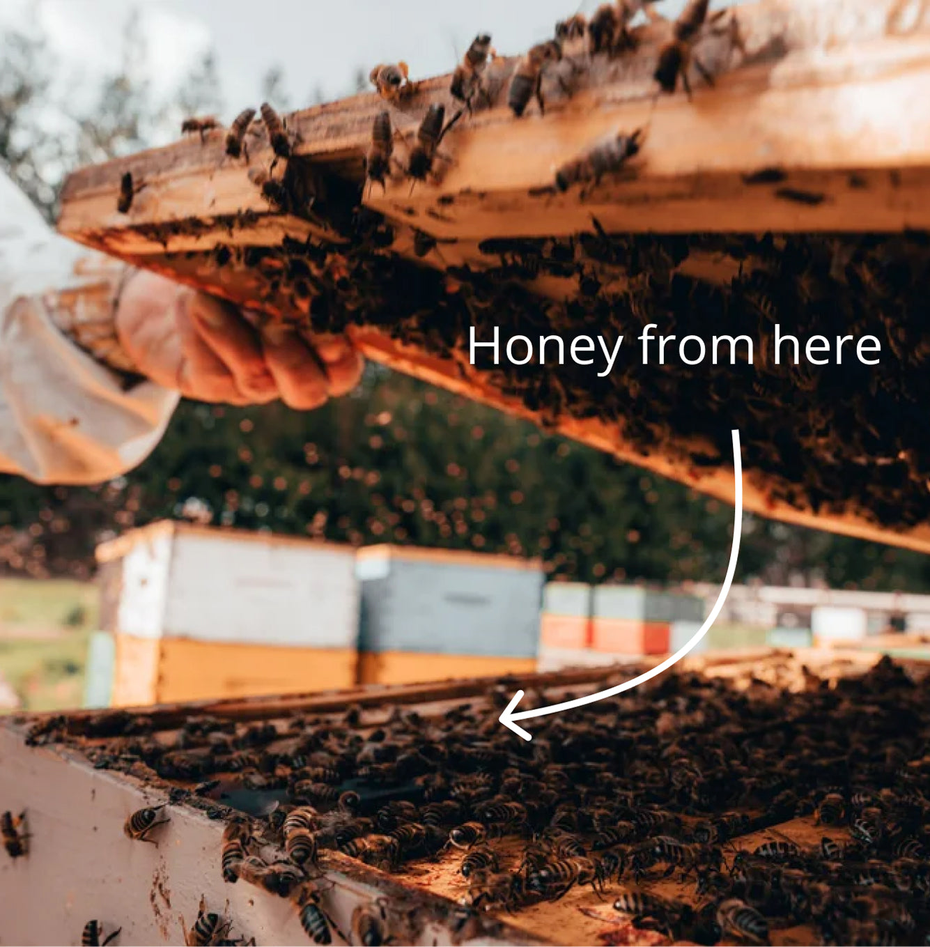Bee Natural Honey